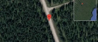 Renar på vägen på väg 95