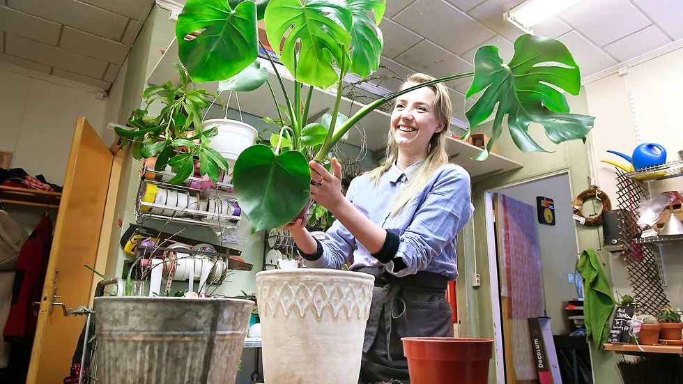 Monsteran, 70-talisten som kom tillbaka. Det finns också en tvåfärgad sort som heter monstera variegata, tipsar Rut Morén.