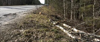 Träd välte över väg – räddningstjänsten ryckte ut 