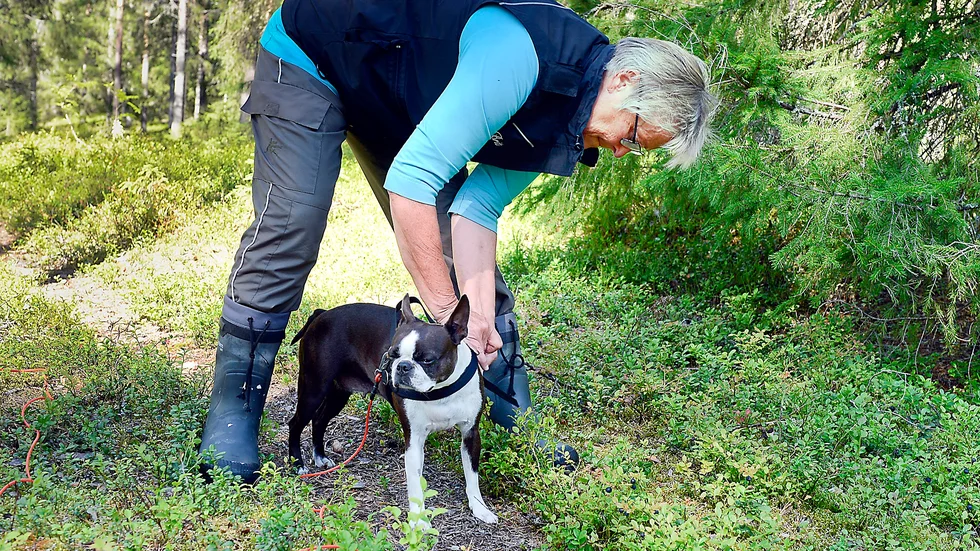Förbereder. Stumpan får på sig spårselen och är helt fokuserad på det som väntar. Foto: Leif Andersson.