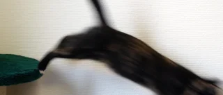 ”Han stoppade katten i frysboxen”