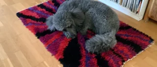 Läsarbilden: Hunden Molly tar en paus
