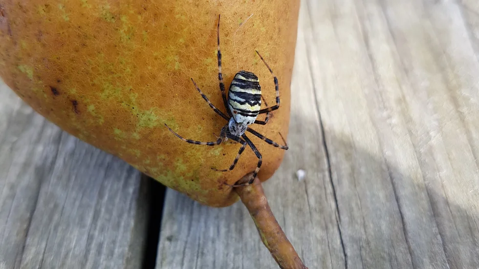 Getingspindeln har fått korn på ett härligt päron. 