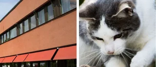 Övergiven katt omhändertagen – ägaren avliden