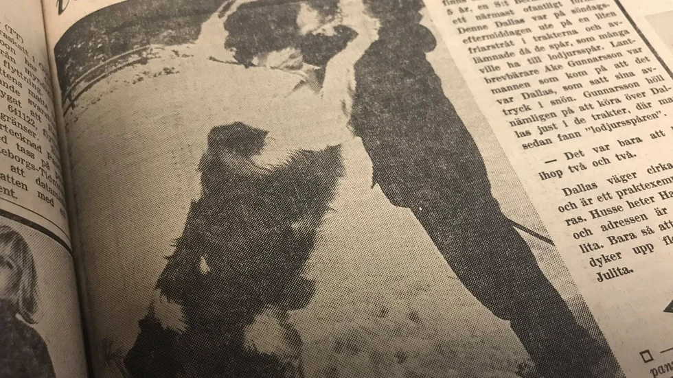 Kuriren för 50 år sedan: Lodjursspåren i Julita visade sig tillhöra Dallas, en 80 kg tung s:t bernhard. Här tillsammans med matte Stina Kindfedt.

