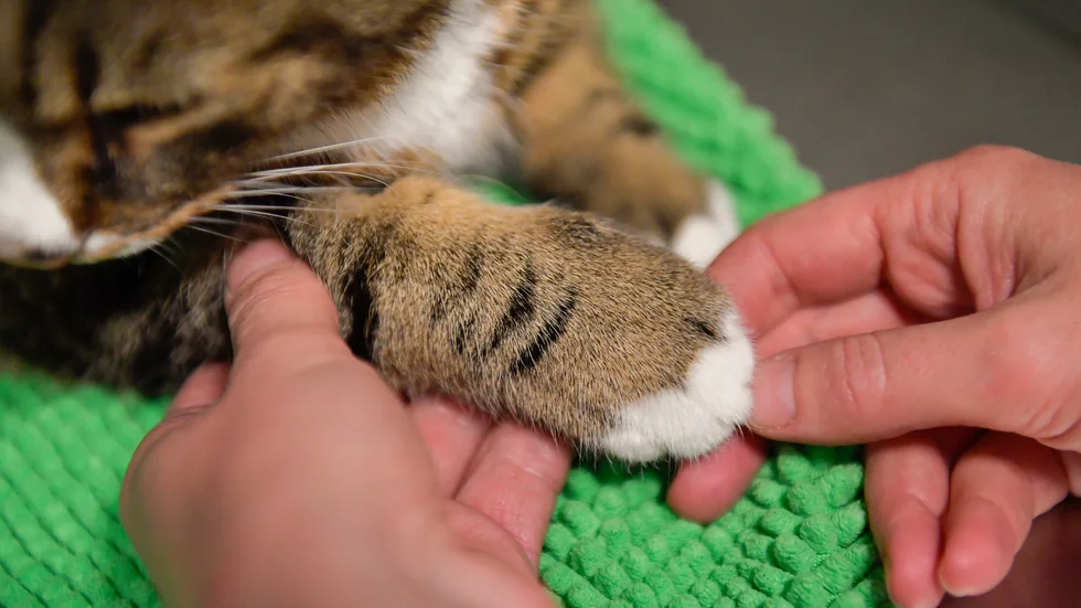 "Det rimliga vore att kombinera Svensk Djursjukvårds och Sveriges Veterinärförbunds förslag och både utbilda fler veterinärer samtidigt som man förbättrar arbetsmiljön", skriver ledarskribenten inför de kommande årens befarade veterinärbrist.