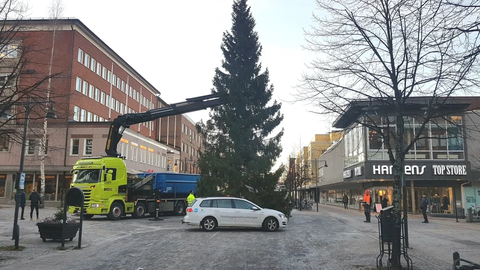 Årets julgran på Nytorget kommer från Sundom. Med första advent på söndag är det hög tid att få upp de granar som ska ställas på plats runt om i kommunen