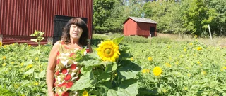 Här får alla plocka solrosor - men på ett villkor