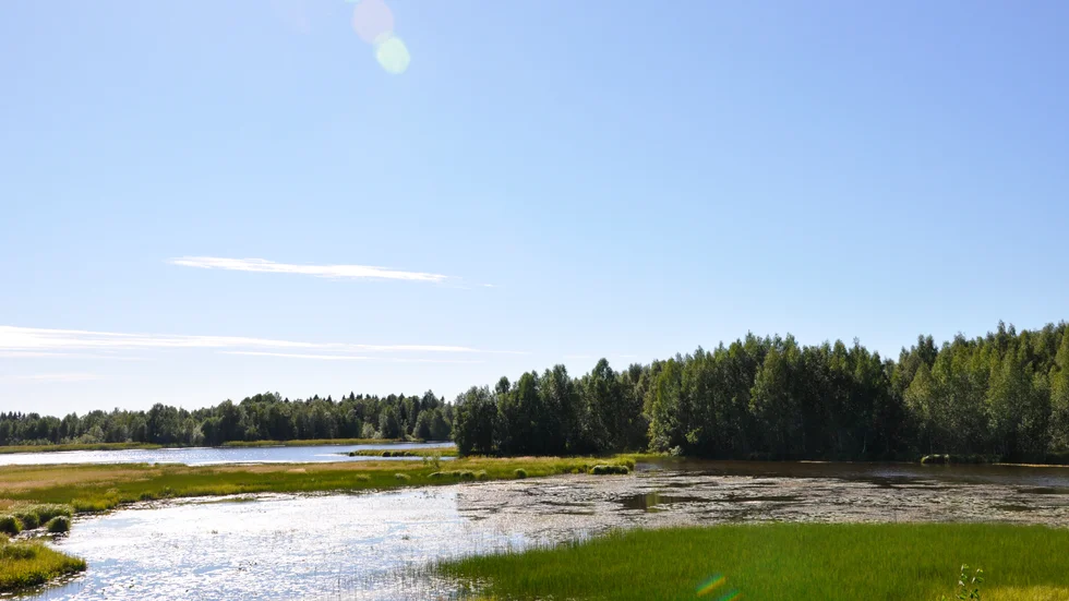 Bodträsket växer igen. Ett av flera problem i området, enligt "Skattebetalare".
