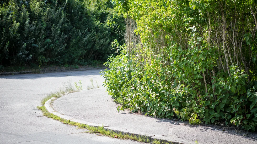 Enligt plan- och bygglagen ska en tomt hållas i vårdat skick och skötas så att risken för olycksfall begränsas och betydande olägenheter för trafiken inte uppkommer.