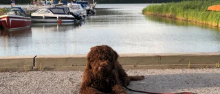 Somriga fötter, en groda och en vaktande hund