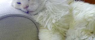 Katten som kan konsten att ta sig en lutare