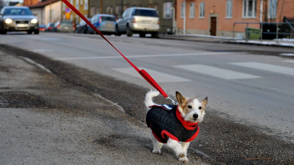 Ett av rut-utredningens förslag är att äldre ska kunna göra avdrag för att få hunden rastad. 