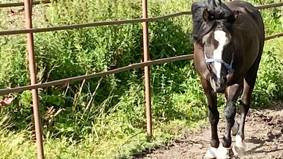 Järvsötekno vann till glada oddset 30,25 vid torsdagskvällens V64-tävlingar i Boden. Förstapriset var 25 000 kronor.