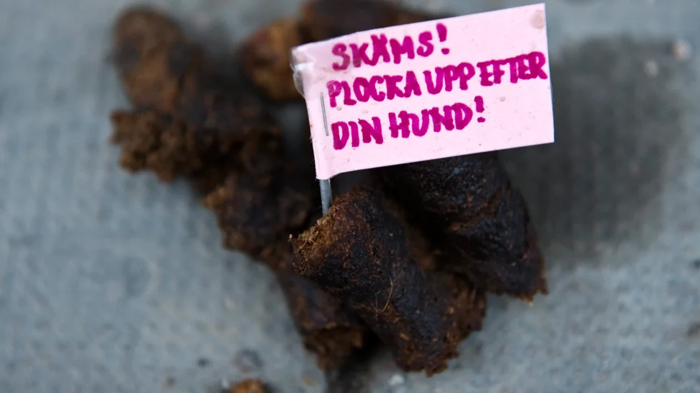 Hundbajset på bilden är inte från Söderköping utan från en annan stad.