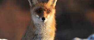 Rödräven breder ut sig i fjällen