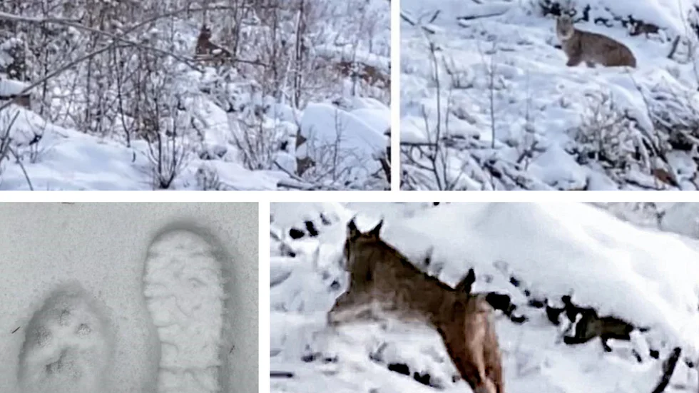 Lodjuret som Maria och Michael Nilsson mötte var inte speciellt skyggt. Det färska spåret som Maria såg ett par dagar senare visar att det rör sig om ett ganska stort djur.