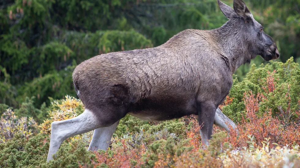 Betesskadorna på tallskogen minskar i Sörmland. 