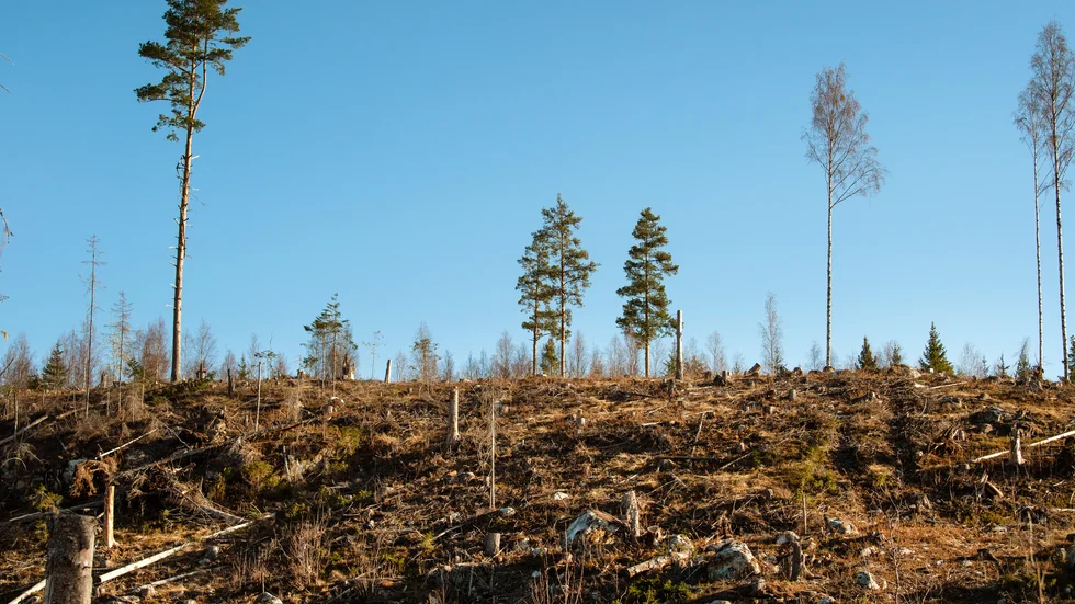 "Det har blivit värre med åren. Det dödar tall och speciellt unga tallskogar är ett stort problem", säger Håkan Önneholm, skoginspektör Norra skog i Kalix. 