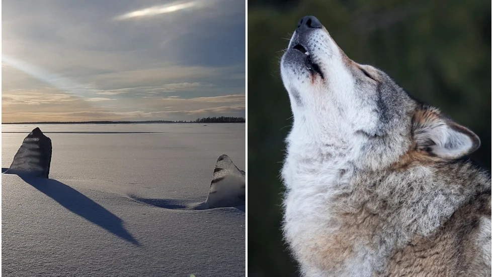 Minst två renar har slagits i området kring Junkön i Luleå skärgård. Enligt Länsstyrelsen rör det sig förmodligen om en varg och DNA-prover har samlats in.
