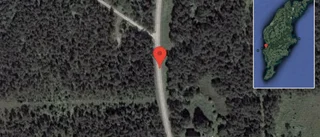 Hästar på vägen på väg 140