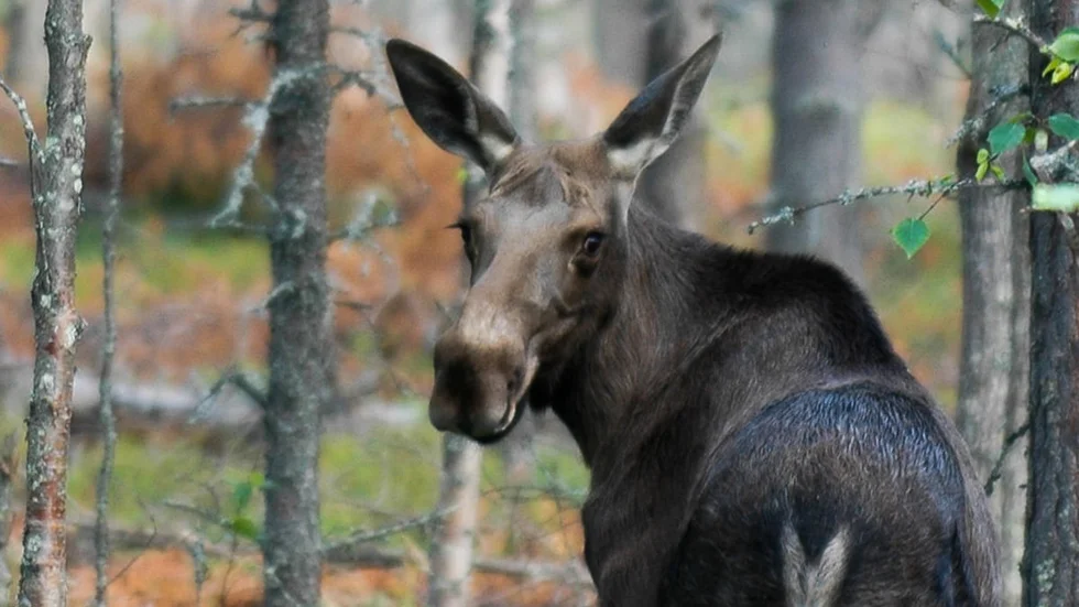 Betesskador på tall kan få stora konsekvenser för skogsägare.