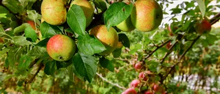 Alla får ta för sig av frukt och bär på kommunens mark