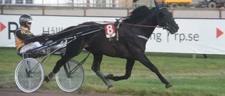 Mantorpstravet: Knatten Golden Guard har vuxit till sig