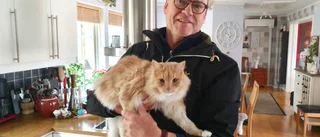 Katten Lill-Strimma höll på att dö – av förbjudet medel