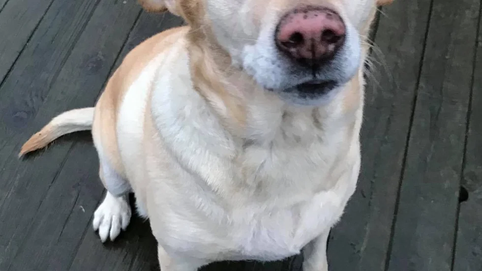 Hundern på bilden är inte samma hund som blev påkörd. 