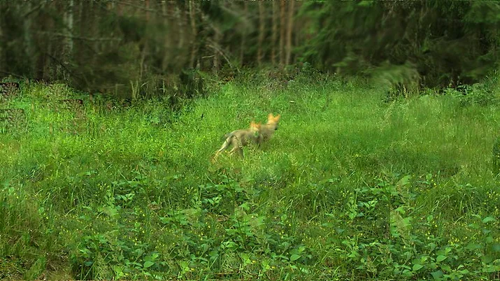 Flera vargvalpar har setts vid reviren i Sörmland. 