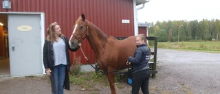 Saknar hästar – får lika mycket pengar som Grans