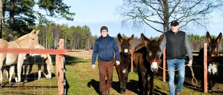 ”Alla åsnor har en åsneknapp”       