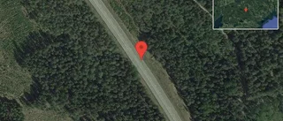 Hjortar på vägen på väg 55