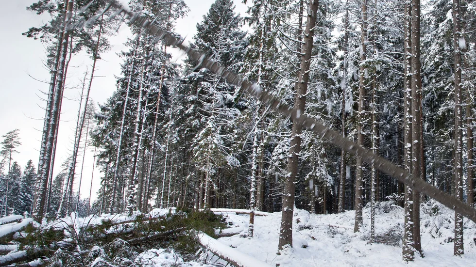 En man har omkommit i en skogsolycka utanför Säffle. Arkivbild.
