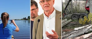 Uppgörelsen: Lokala undantag från strandskyddet – och skogsägarna får bestämma själva