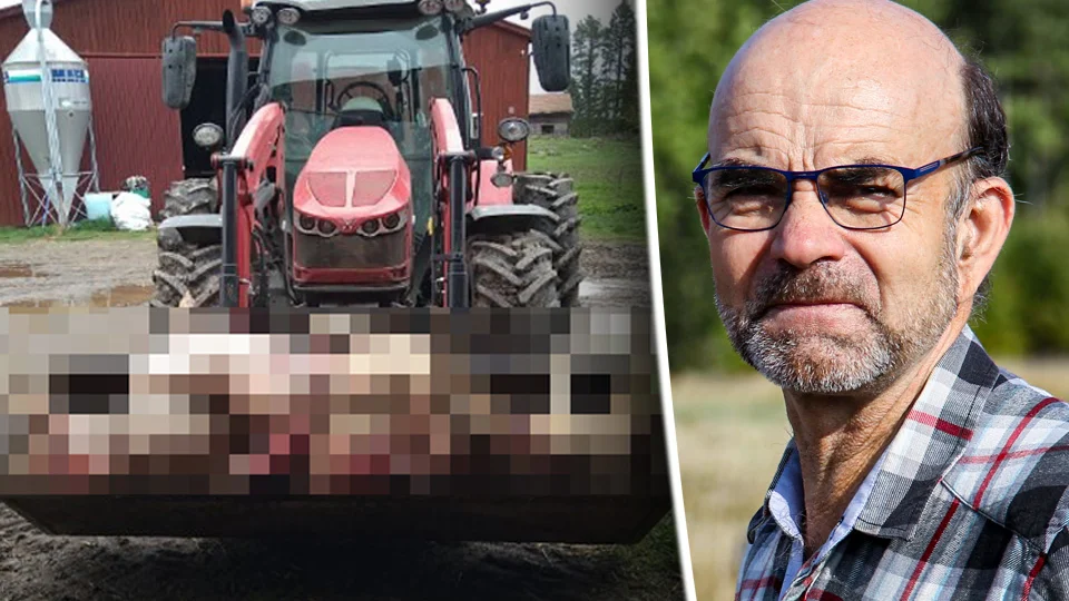 Per Möller fick se åtta av sina får attackerade. Länsstyrelsen i Uppsala misstänker att det rör sig om ett vargangrepp.