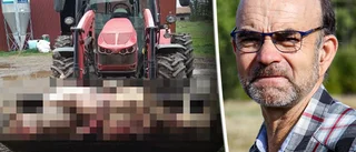 Lantbrukaren frustrerad: Om vargarna gör så här bör de skjutas