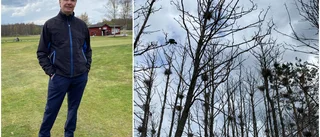 Ny skarvkoloni har slagit sig ned i Trosa: "Precis vid hål nio på Trosa golfklubb"