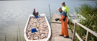 Spektakulära scener när 5,2 ton fisk vräks upp ur Spetebysjön: "Det är roligt att se hur sjöar förändras"