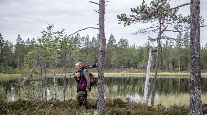 Fyra björnar har skjutits på fredagen uppger länsstyrelsen i Västerbotten.