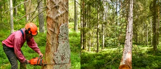 Träd i Ankarsrum kan lösa mysterium som gäckar forskare i hela världen