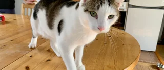Katter överges när restriktioner lättar: "Den ökade efterfrågan i början av pandemin var oroande"