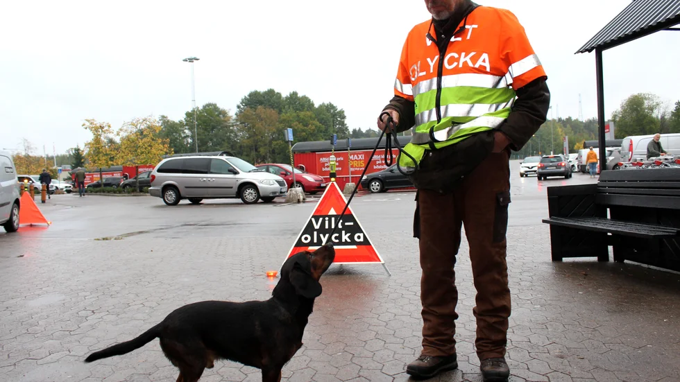 Eftersöksjägare Christer Jonssons samarbetspartner heter Sigge. 