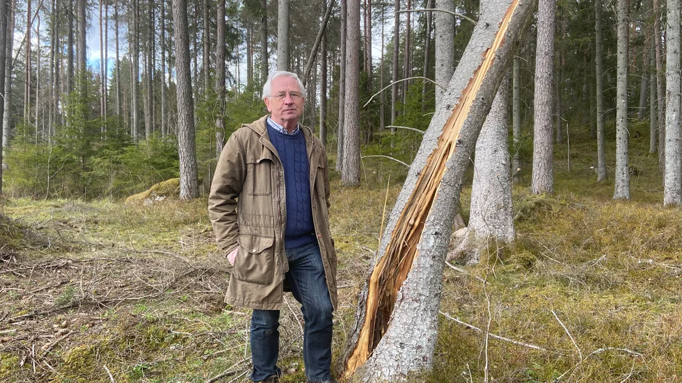 Drygt 1,4 hektar kommer avverkas till följd av granbarkborren.