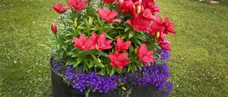 Läsarbilden: Stor blomsterprakt i Korsträskviken