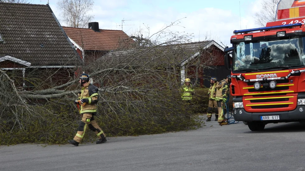 Räddningstjänsten är på plats för att säkerställa att flera träd inte faller ner på närliggande hus.