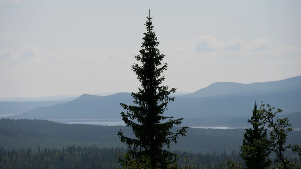 Koldioxidutsläpp från skogs- och markanvändning är ett av ämnena som EU-parlamentet röstar om under onsdagen. Arkivbild.
