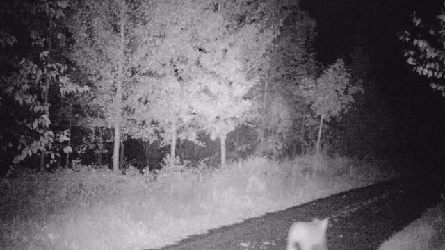 Lodjur i Vrångfall fångat på bild med en gårdskamera. Enligt Länsstyrelsen sker observationer likt denna med jämna mellanrum och populationen växer.
