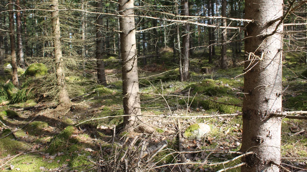 Skogen är en fantastisk resurs som ger klimatsmarta produkter, biodrivmedel, binder kol, utgör hem för otaliga djur och växter och erbjuder en plats för rekreation. 